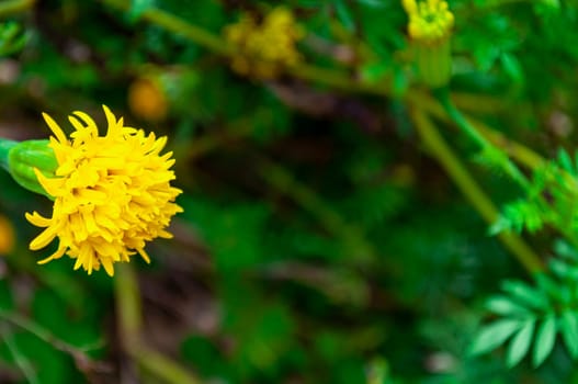 About to bloom yellow flower with customizable space for text.
