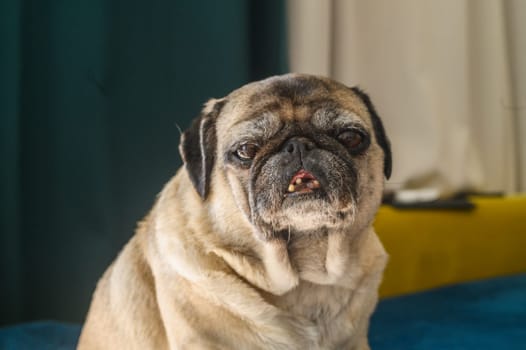 old pug resting on the sofa 3