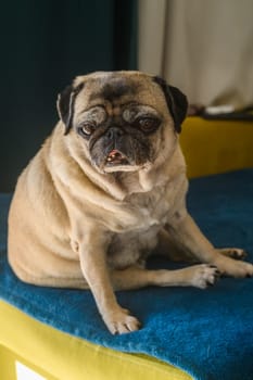 old pug resting on the sofa 2