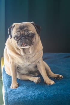 old pug sitting on the sofa 2