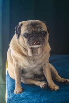 old pug sitting on the sofa