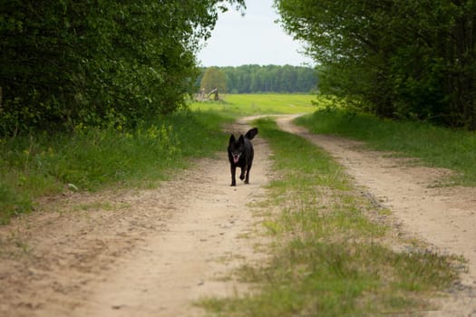 A black dog runs along a sandy road that passes through the forest and comes out into the field. Sand road through the forest to the field. Country road