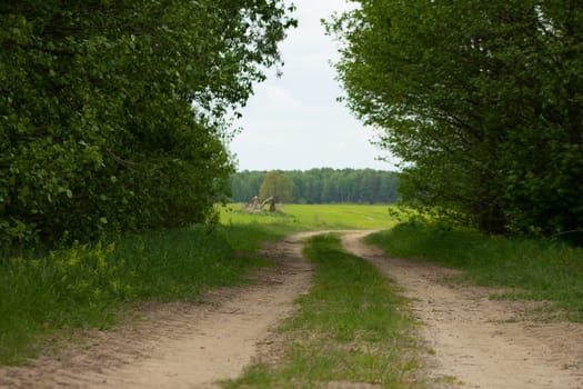 Sand trail to the field through the forest. High quality photo