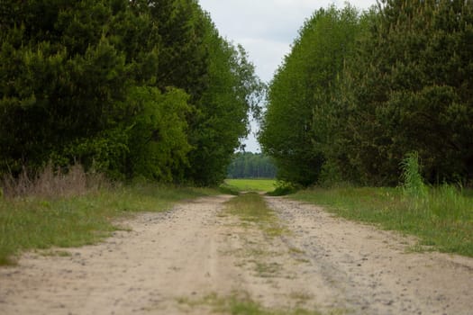 Sand trail to the field through the forest. High quality photo