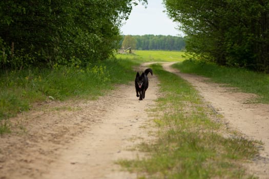 A black dog runs along a sandy road that passes through the forest and comes out into the field. Sand road through the forest to the field. Country road