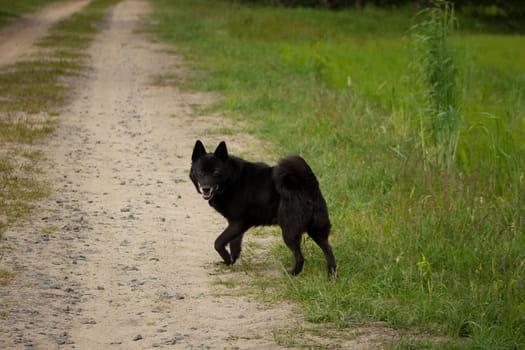 A black dog runs along a sandy road that passes through the forest and comes out into the field. Sand road through the forest to the field. Country road