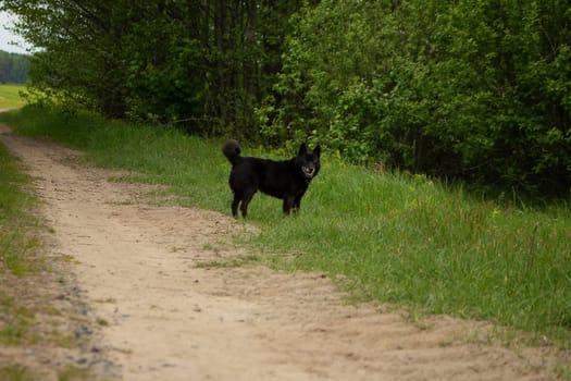 A black dog runs along a sandy road that passes through the forest and comes out into the field. Sand road through the forest to the field. Country road