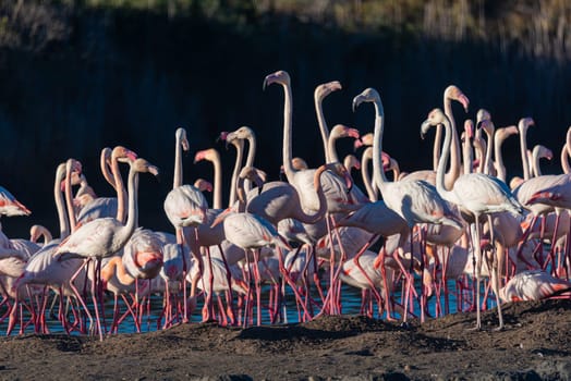 Flamingo Gathering: Earthbound Majesty in Albufera.A majestic group of flamingos gathers on solid ground in the surroundings of Valencia's Albufera, offering a captivating scene of avian elegance amidst the region's natural beauty.