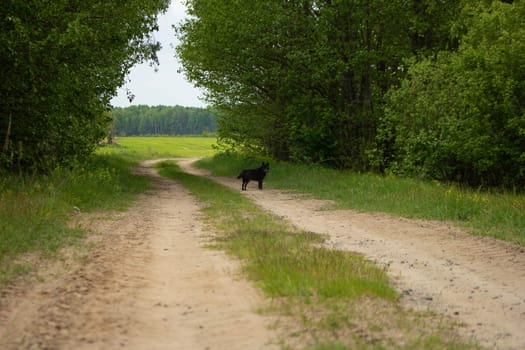 A black dog runs along a sandy road that passes through the forest and comes out into the field. Sand road through the forest to the field. Country road