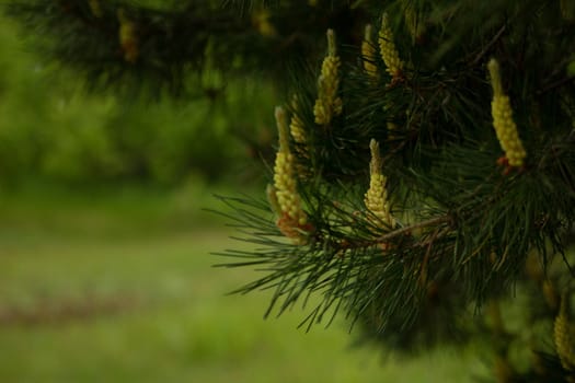 Pine flowers blooming in spring, outdoors in the forest. High quality photo