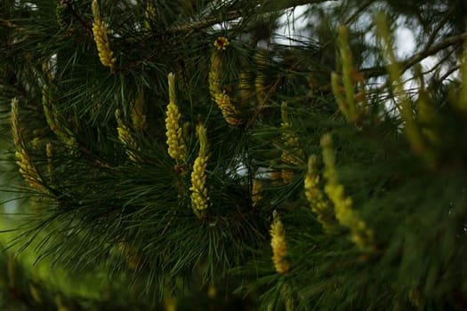 Pine flowers blooming in spring, outdoors in the forest. High quality photo