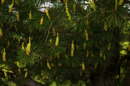 Pine flowers blooming in spring, outdoors in the forest. High quality photo