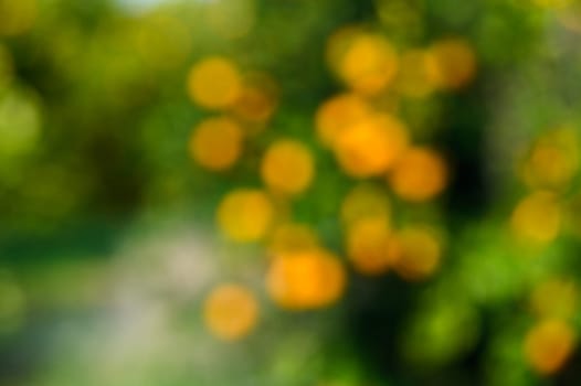 Orange trees in out of focus abandoned orchard along the road in Cyprus