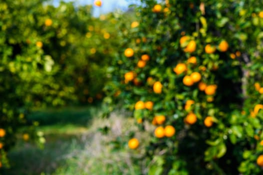Orange trees abandoned orchard along a dirt road in Cyprus in out of focus 1
