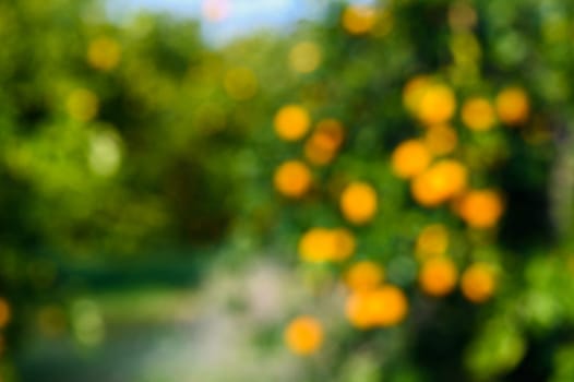 Orange trees abandoned orchard along a dirt road in Cyprus in out of focus 4