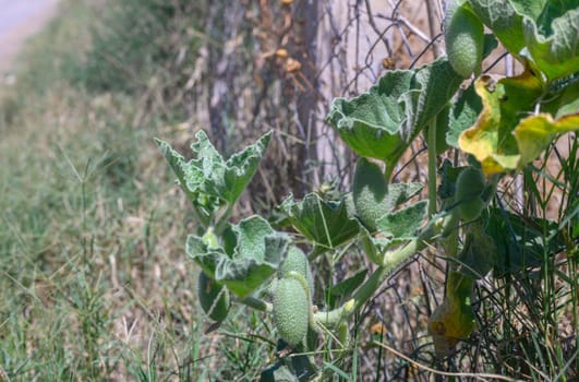 fruits of Ecballium elaterium, the Squirting cucumber, family Cucurbitaceae