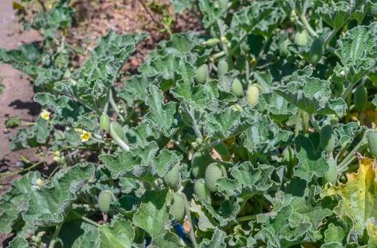 Squirting cucumber fruit - Latin name - Ecballium elaterium