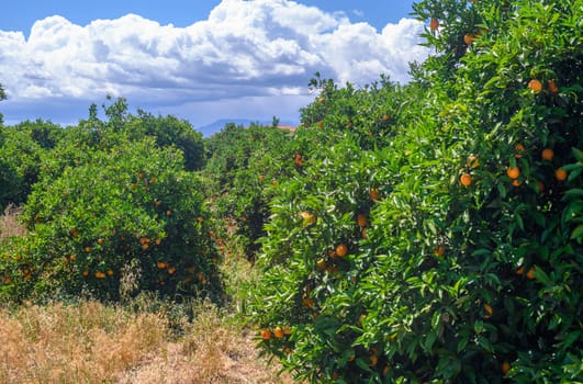 orange tree with green leaves