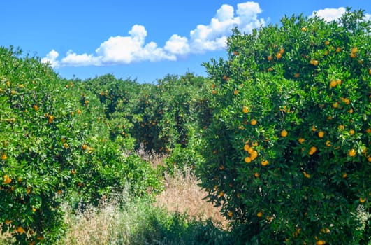 Orange plantation on the island of Cyprus 2