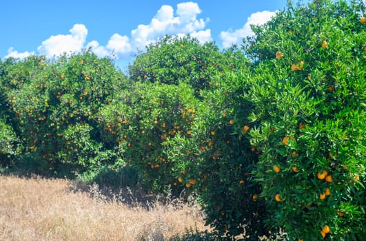 Orange trees full of oranges in a neglected orchard along a dirt road in Cyprus 1