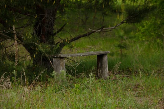 An old bench under a pine tree. High quality photo. Rural scene