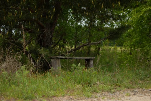 An old bench under a pine tree. High quality photo. Rural scene
