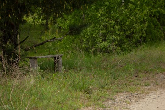 An old bench under a pine tree. High quality photo. Rural scene