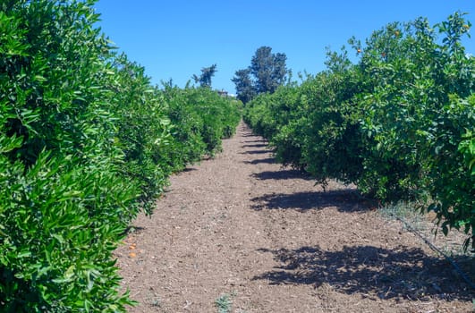 Orange trees full of oranges in a neglected orchard along a dirt road in Cyprus