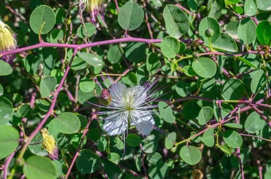 Closeup of a Caper bush, Capparis spinosa perennial plant flowers and buds 1