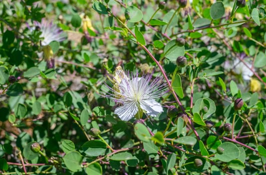 domestic natural bush of green capers with flowers in the garden