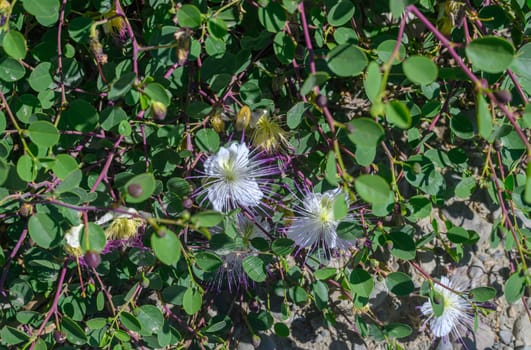 caper bush plant in bloom 2