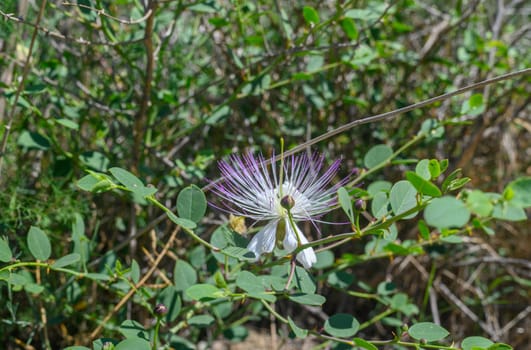 caper bush plant in bloom 3