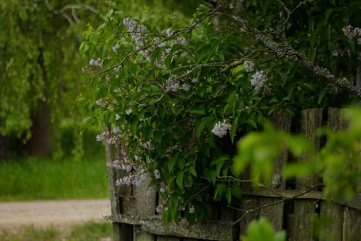 Lilac on a dilapidated fence. High quality photo