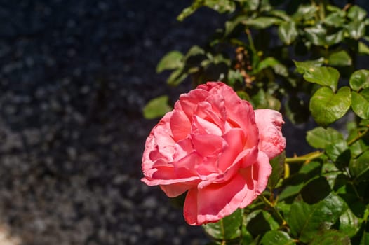 The close-up shot of popular, beautiful and robust variety of pink rose with rounded, pink blooms on long stems in bright sunlight 2