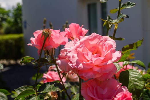 The close-up shot of popular, beautiful and robust variety of pink rose with rounded, pink blooms on long stems in bright sunlight3