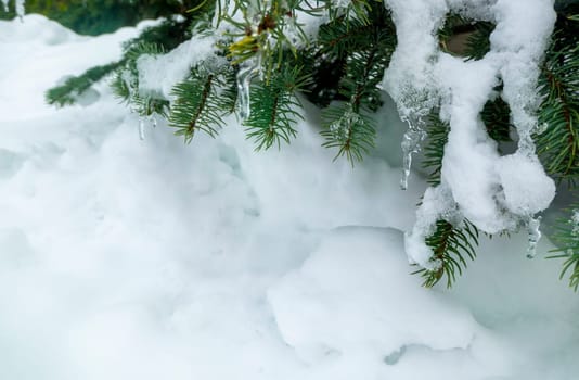 On a white background of snow. Green branches of the Christmas tree. frozen countryside scene in winter with snow. forest view, trees in ice