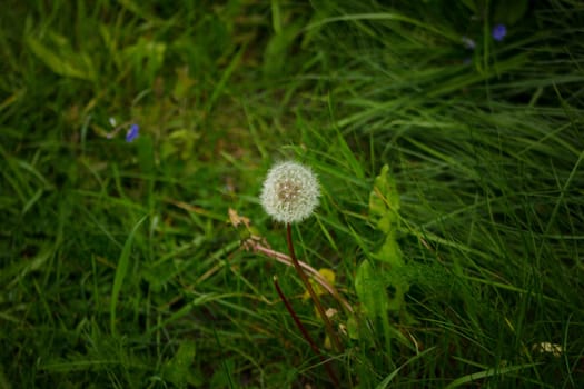 a white fluffy dandelion grows in a summer garden. High quality photo