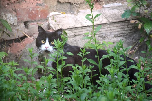 funny cat flying. photo of a playful tabby cat jumping mid-air looking at camera. background with copy space