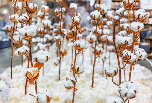 Cotton plants are displayed in an environmentally friendly t-shirt store, highlighting the raw materials used for sustainable fashion. The setting promotes eco-consciousness and natural fiber usage.