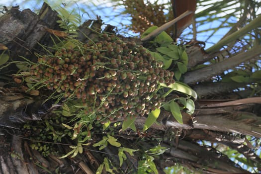 salvador, bahia, brazil - october 31, 2023: licuri tree - Syagrus coronata - seen in the city of Salvador.