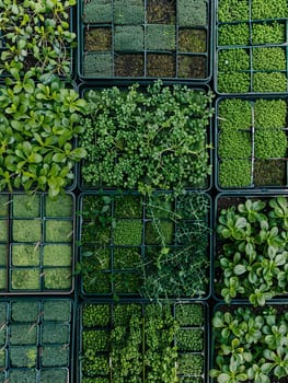 An aerial view of a microgreen farm showcasing trays filled with a variety of young, vibrant microgreens.