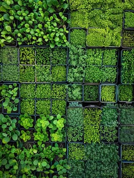 A top-down view of a microgreen farm with rows of trays filled with various types of microgreens, growing in a controlled environment.