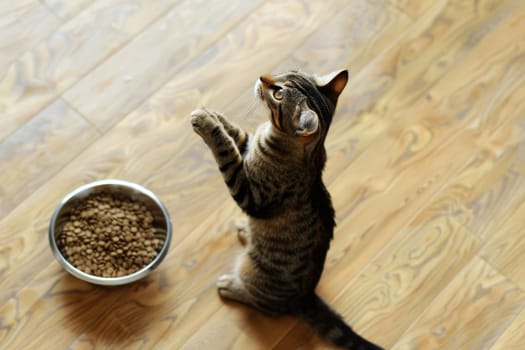 A cat sitting on floor looking up a bowl of cat food..