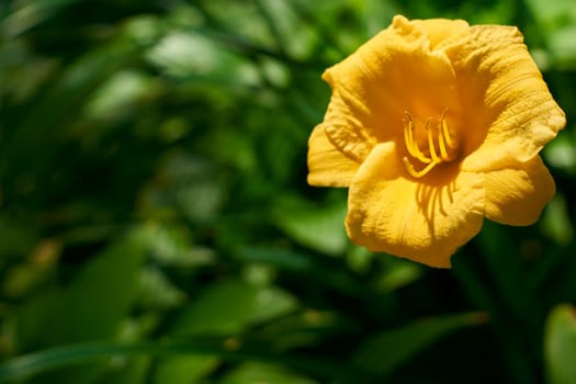 a lily that bears large yellow, red, or orange flowers