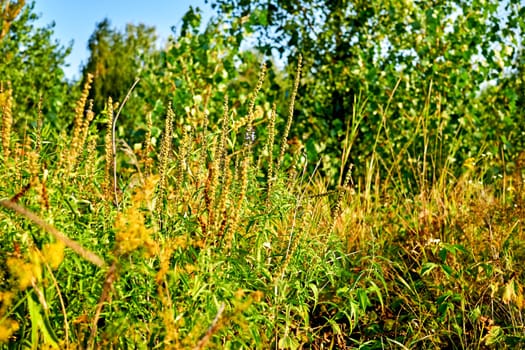 a plant of the daisy family with yellow flat topped flower heads and aromatic leaves, formerly used in cooking and medicine