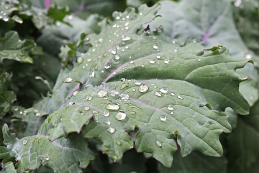 Close up of green curly kale plant in a vegetable garden, Green kale leaves, one of the super foods, beneficial for health lovers. High in antioxidants