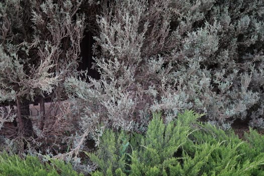 Rocky junipers. Dry needles on an ornamental evergreen tree, damage by pests, drying out of the needles