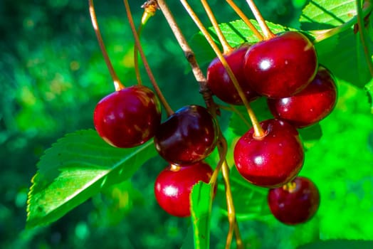 Closeup of Nature view of green leaves and cherry on blurred greenery background in forest. Leave space for letters, Focus on leaf and shallow depth of field. High quality photo