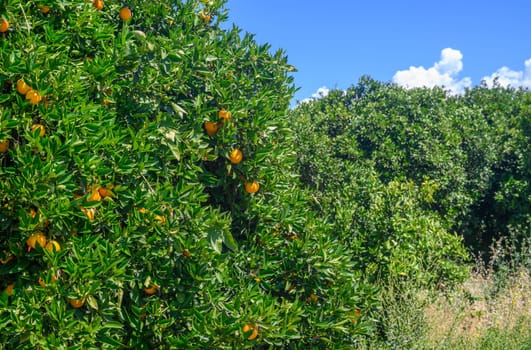 orchard cyprus citrus groves illustration branch leaf, organic vitamin 1