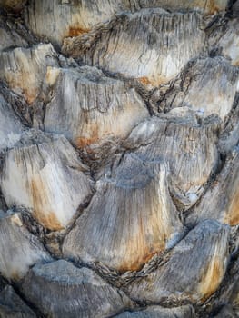 Close up date palm tree trunk texture in a sunny day